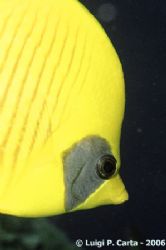 Marsa Alam, a close look to this "masked" fish... by Luigi Carta 